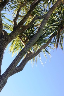 Picture of cabbage tree trunk and leaves
