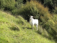 A feral billy goat roaming the hillside