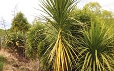 Cabbage trees and flaxes on erosion prone land