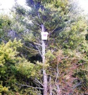 Bait station in totara tree for AHB possum control