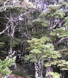 Beech forest in Hawke's Bay